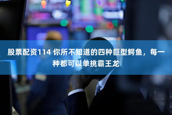 股票配资114 你所不知道的四种巨型鳄鱼，每一种都可以单挑霸王龙